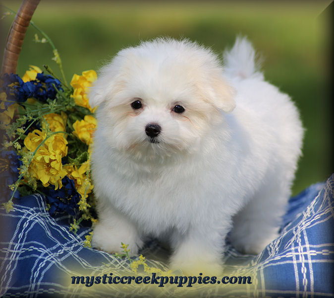 maltese puppies for sale $500